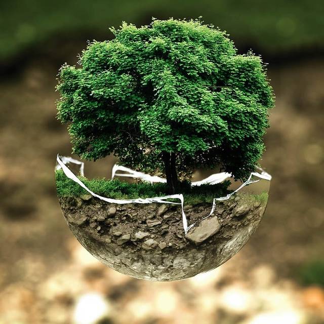 Umwelt Natur Klimaschutz Baum