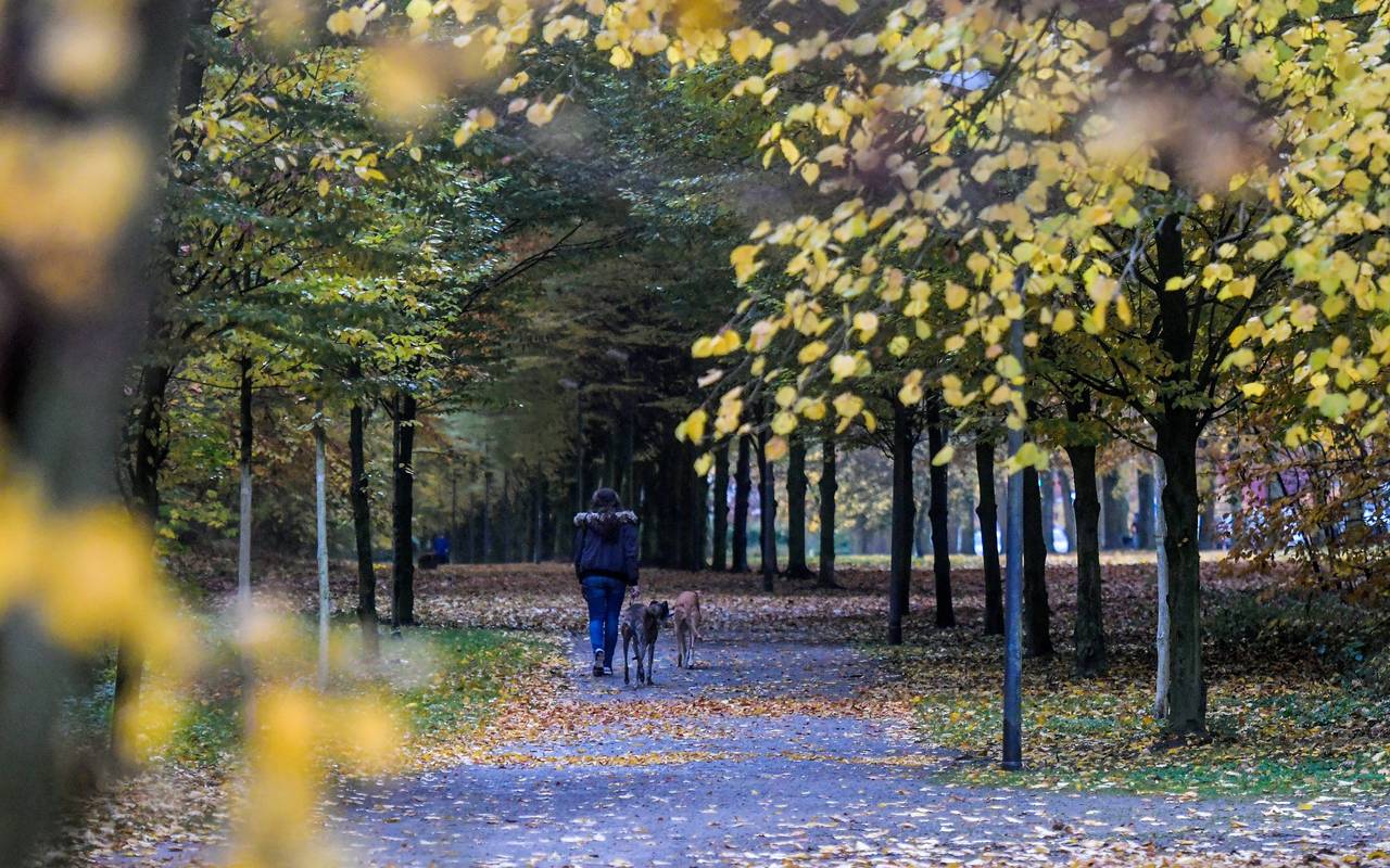Wittringer Wald nahe Gildenstrasse in Gladbeck