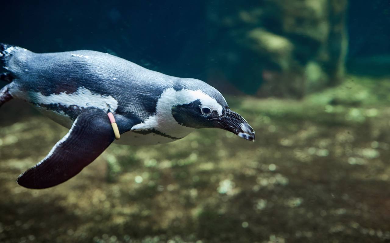 Brillenpinguin unter Wasser