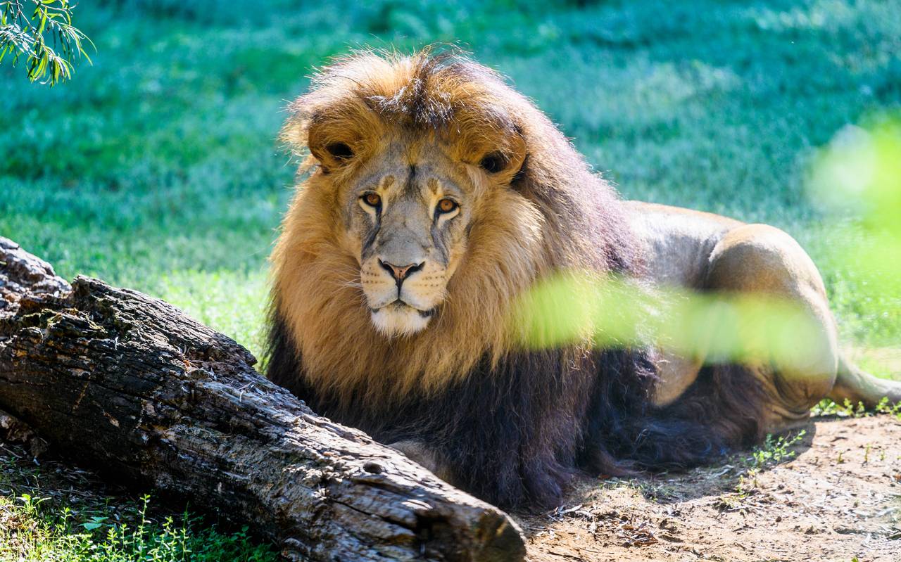 Löwe Bantu Zoom Erlebniswelt