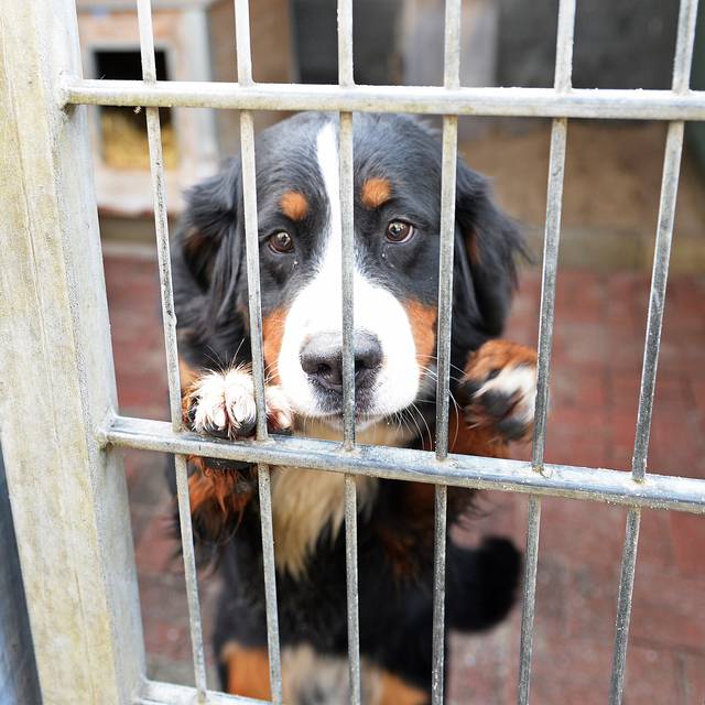 Das Tierheim in Gelsenkirchen