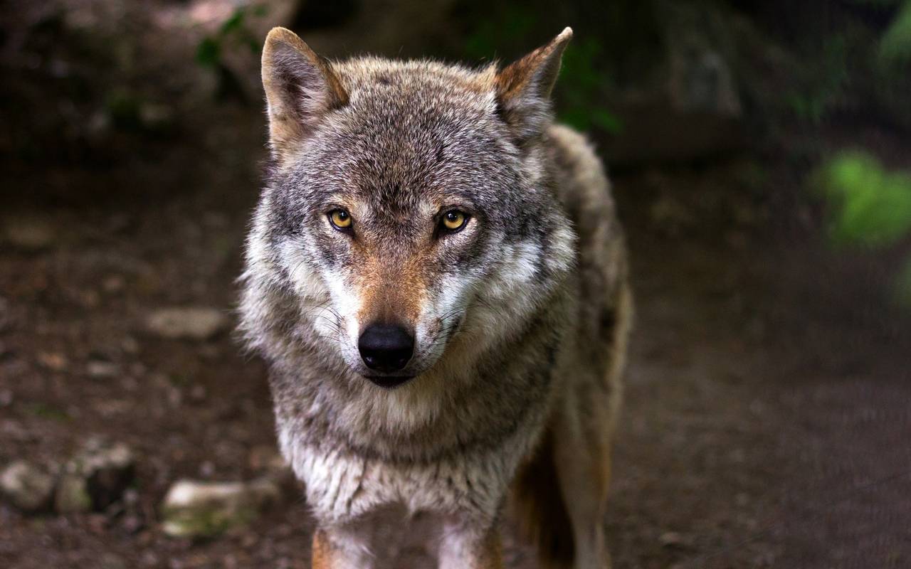 Ein Wolf