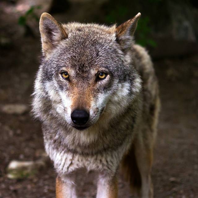 Ein Wolf