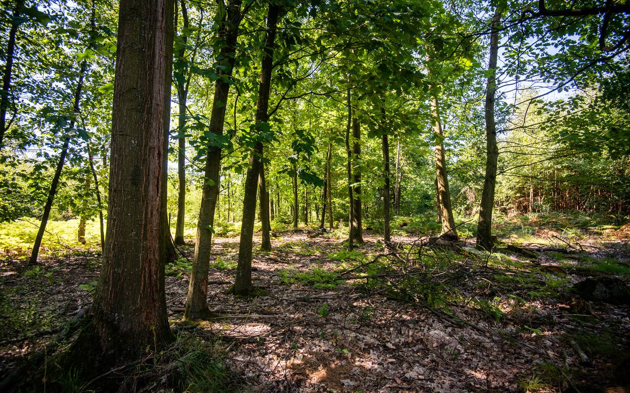 Eine Lichtung im Wald
