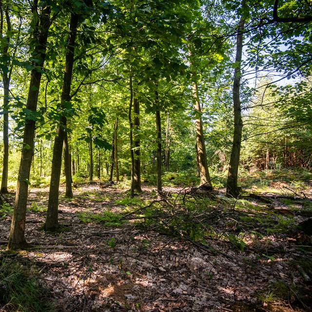 Eine Lichtung im Wald