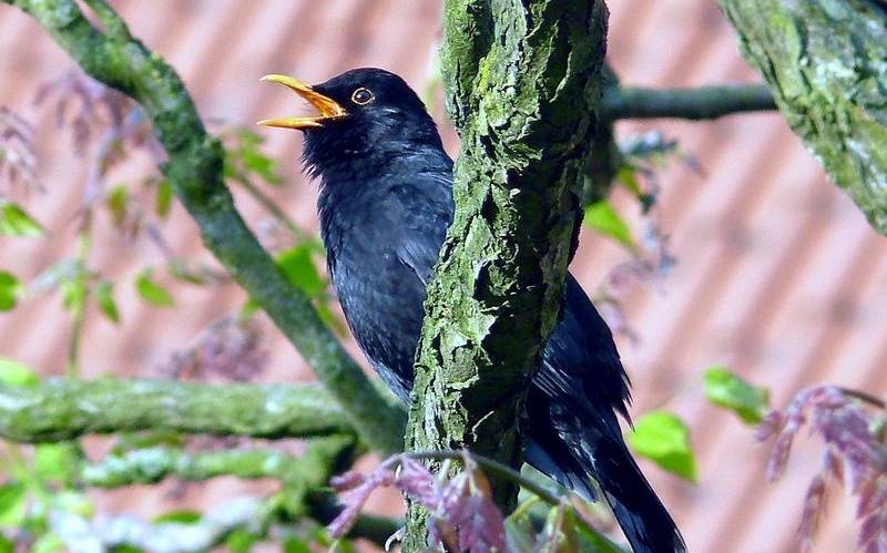Amsel im Baum
