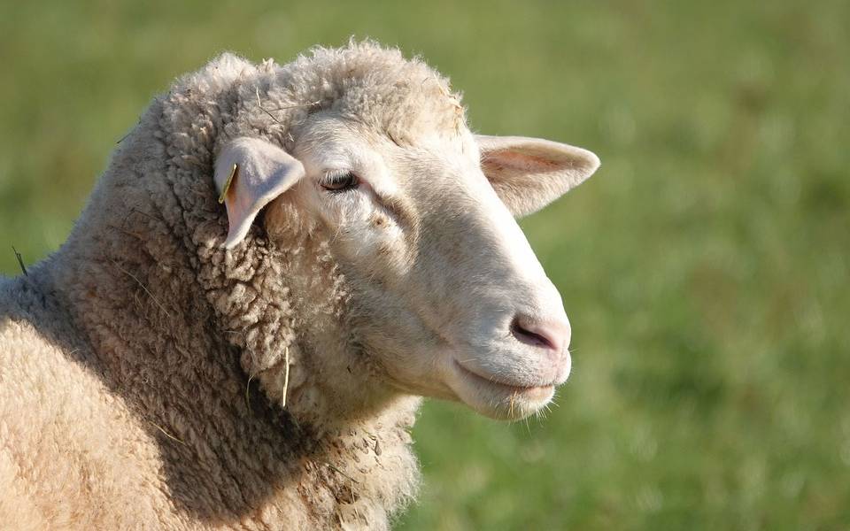 Ein Schaf auf der Weide