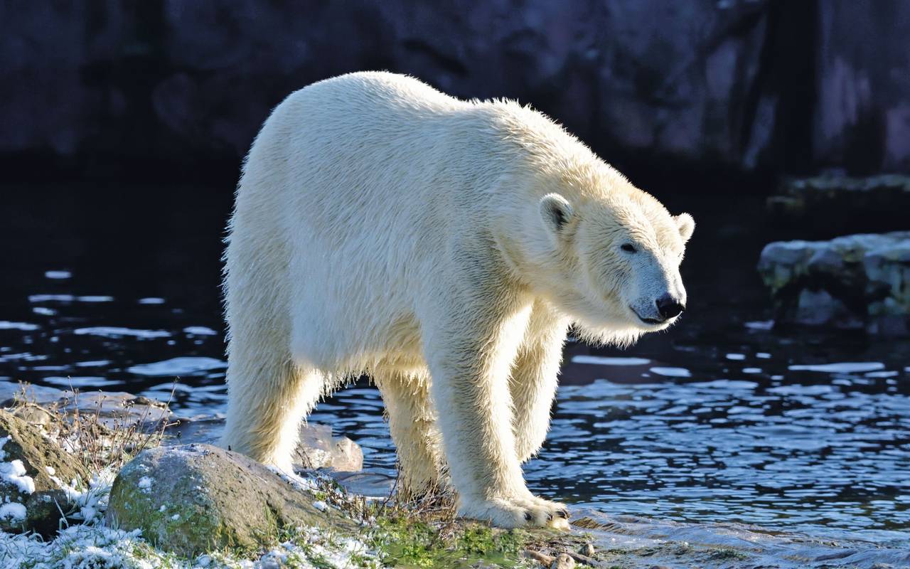 Ein Bild von Nanook aus dem Jahr 2020.