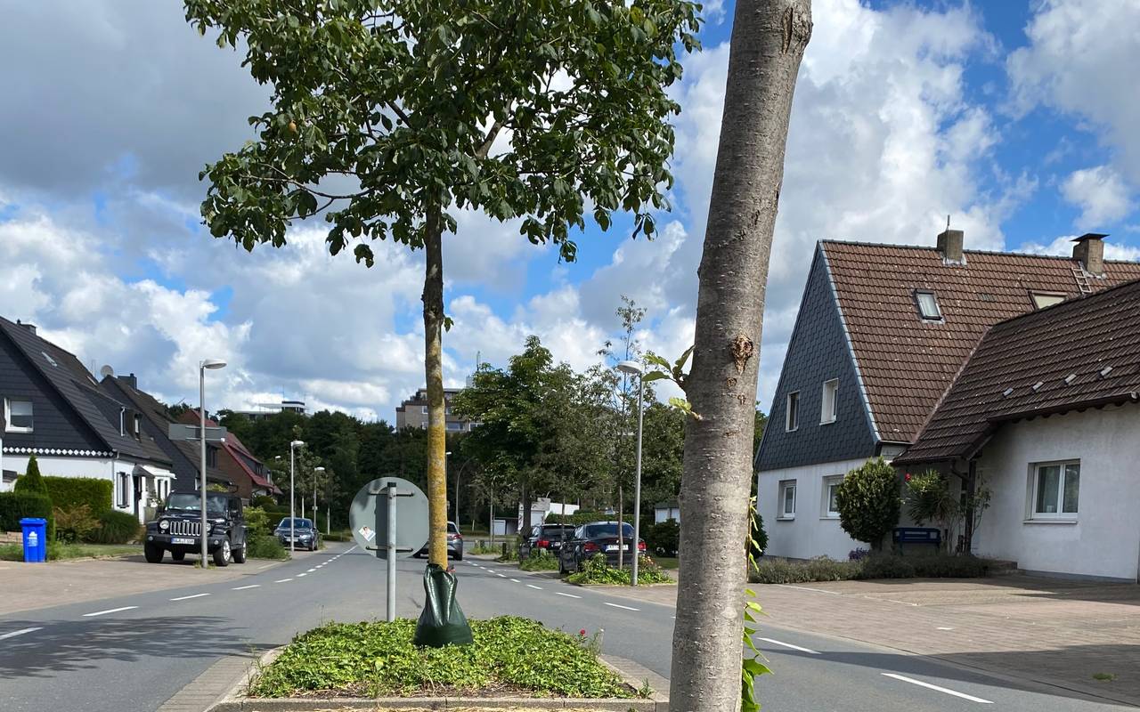 Bäume am Straßenrand