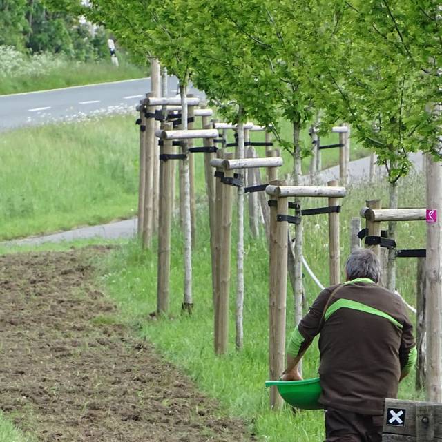 Neu gepflanzte Bäume an einer Straße