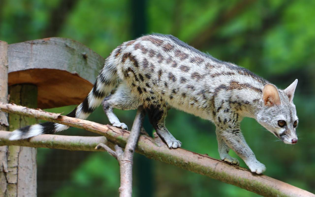 Die neuen Ginsterkatzen in der Zoom Erlebniswelt