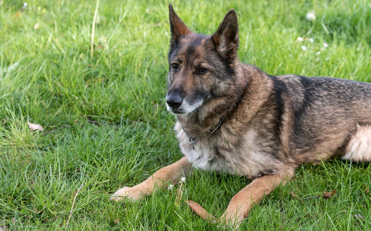 Ein Schäferhund auf der Wiese
