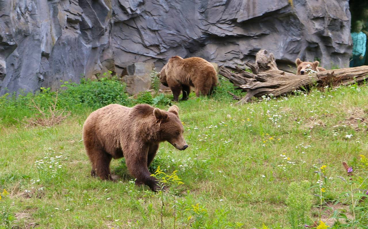 Bären in der Zoom Erlebniswelt