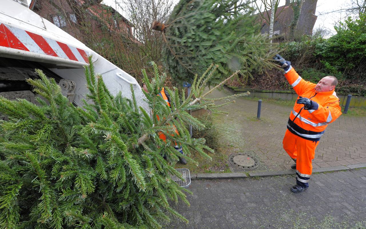 Müllmann wirft Tannenbaum in Müllwagen