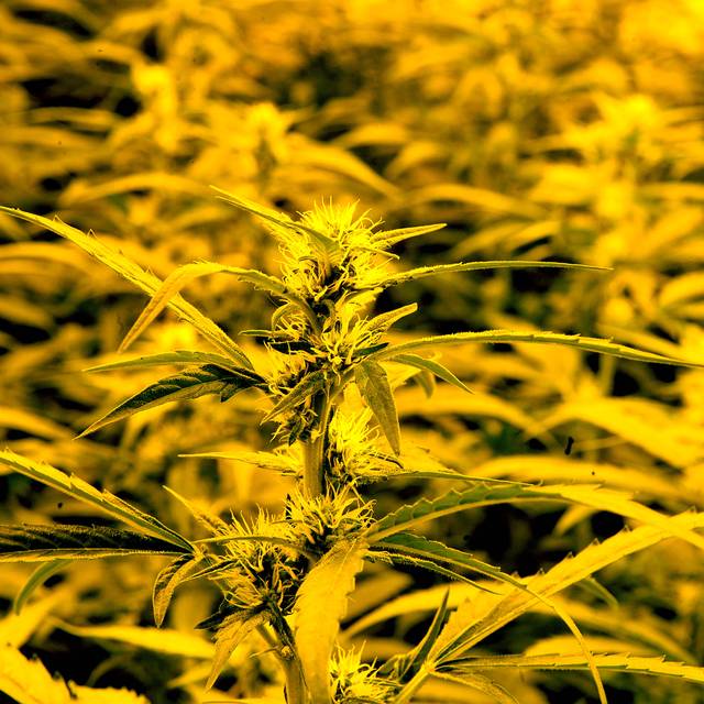 Cannabis-Plantage