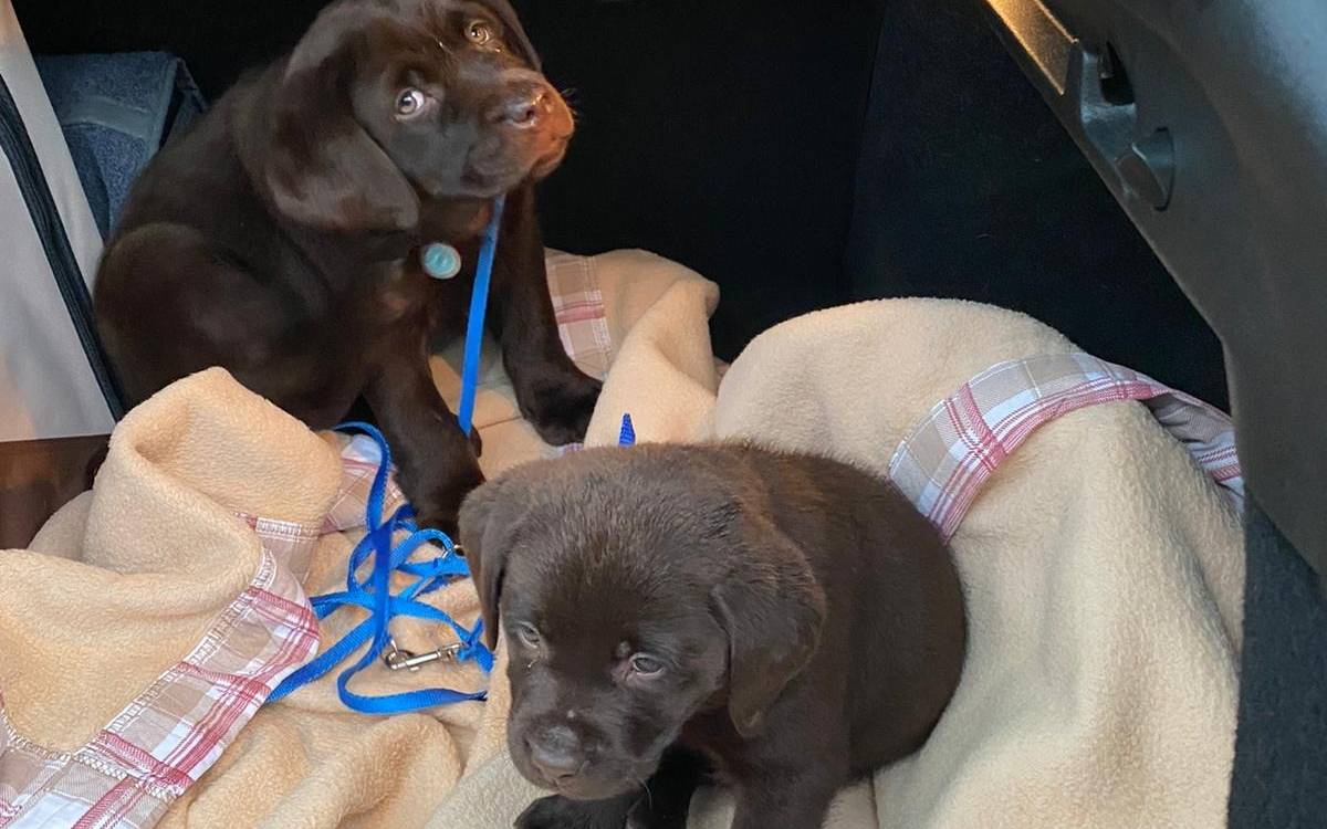 Die beschlagnahmten Hundewelpen in Gelsenkirchen