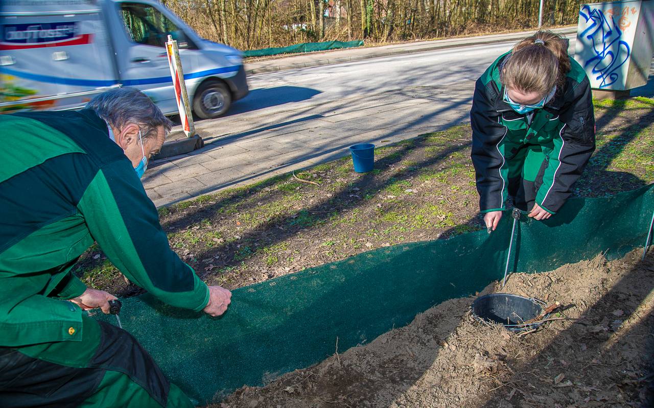 Krötenwanderung in Gladbeck