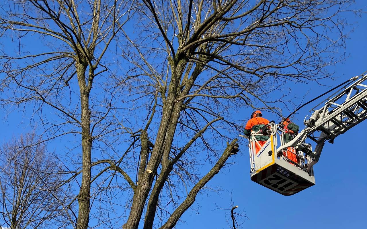 Die Feuerwehr Gladbeck schneidet einen Baum zurück
