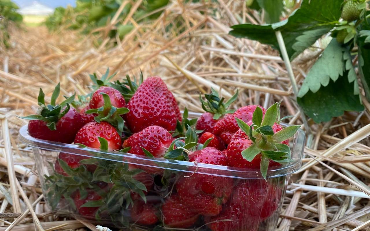 Eine Schale mit Erdbeeren