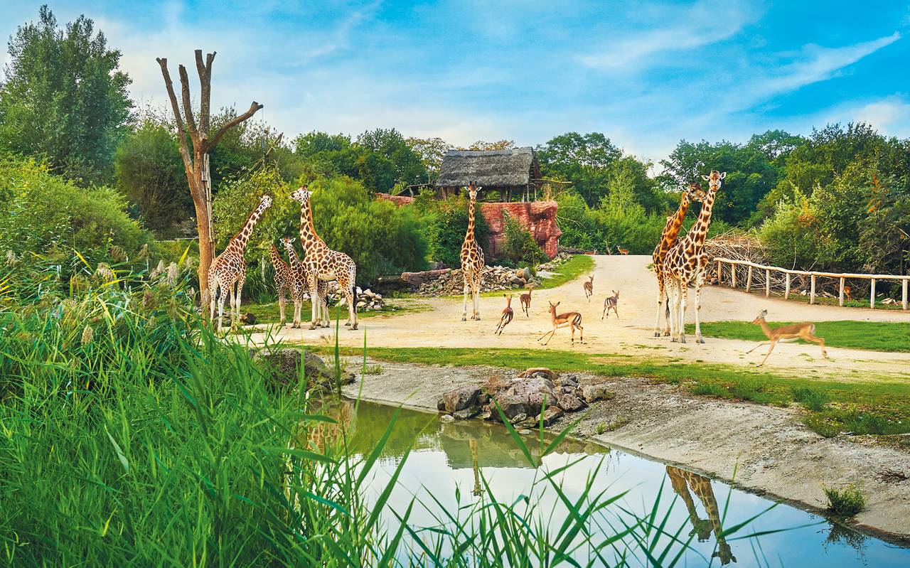 Giraffen in der Zoom Erlebniswelt