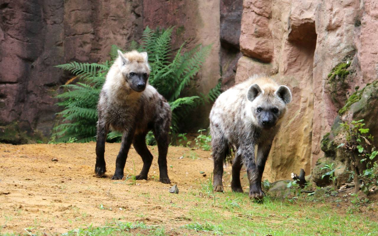 Hyänen Zoom Erlebniswelt