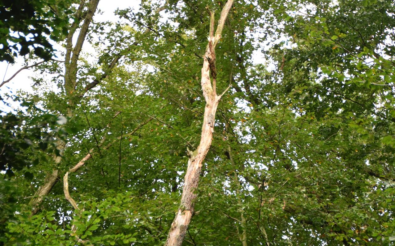 Abgestorbener Ast einer kranken Buche im Köllnischen Wald