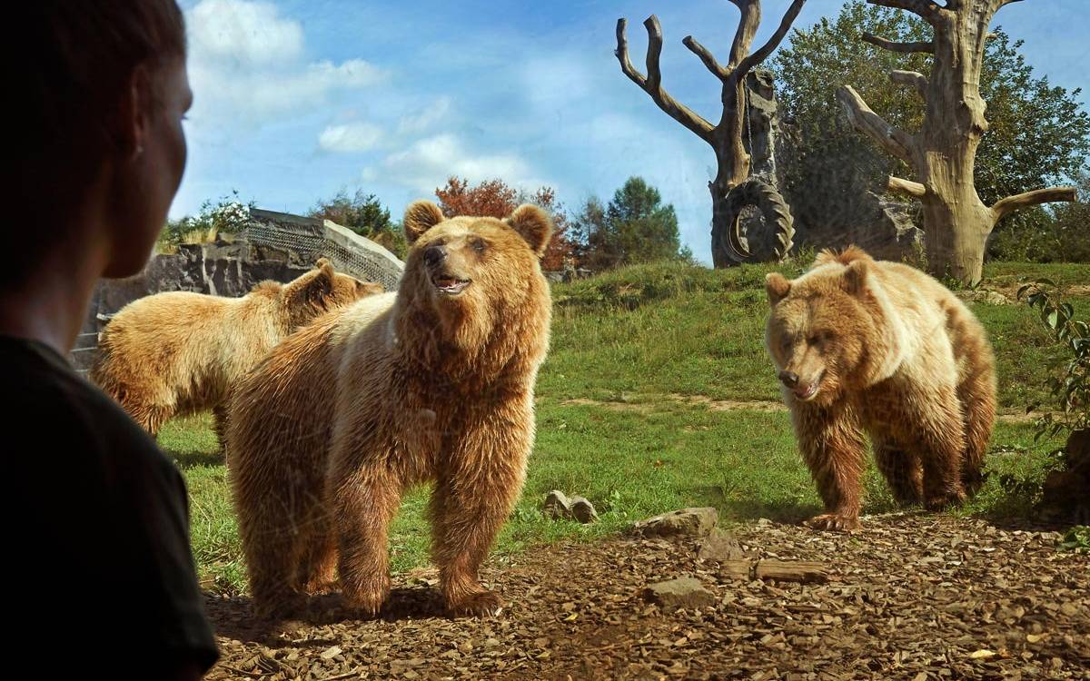 Bären in der Zoom Erlebniswelt Gelsenkirchen