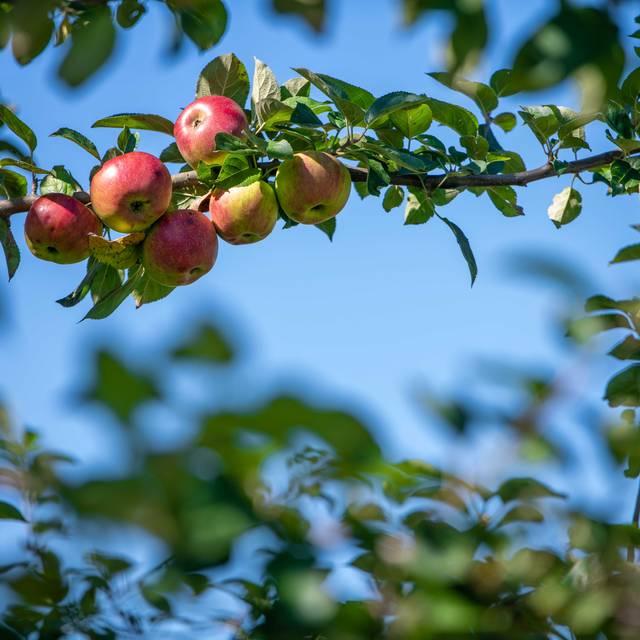 Äpfel hängen an einem Baum