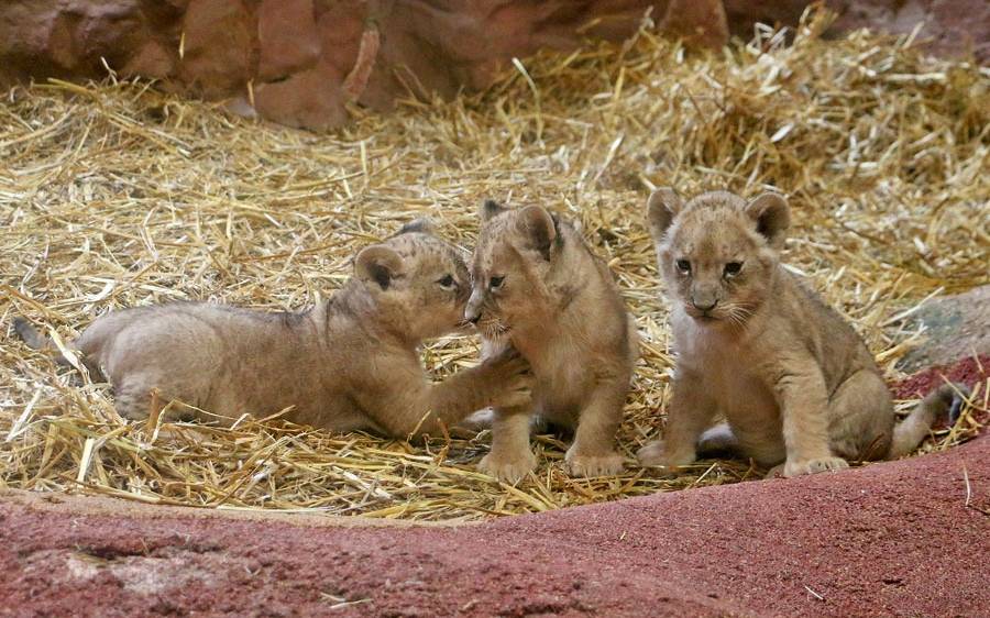 Löwenbabys in der Zoom Erlebniswelt