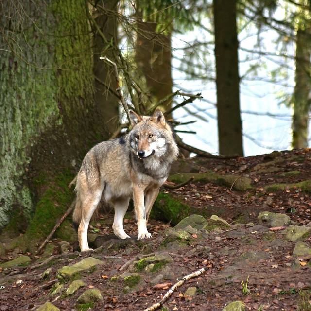 Ein Wolf im Wald
