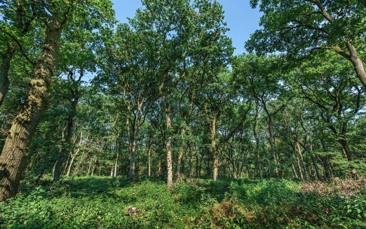 Bäume im Wald