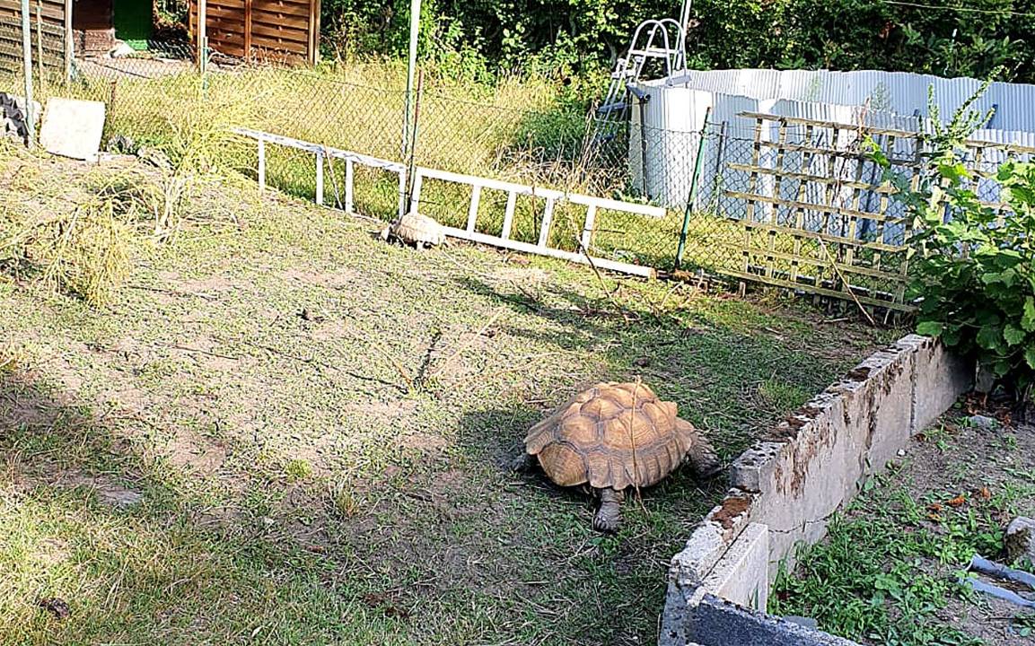 Schildkröten in einem Garten