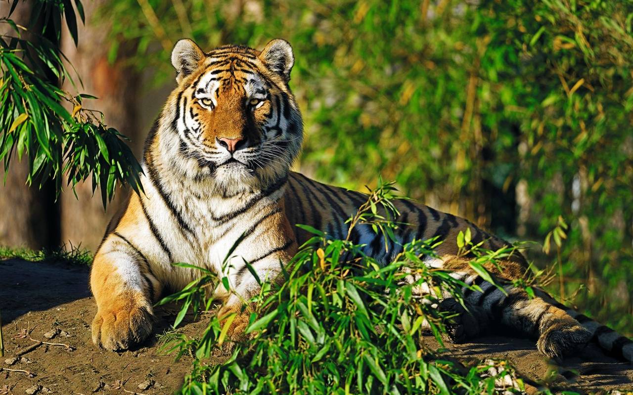Tiger Manu in der Zoom Erlebniswelt