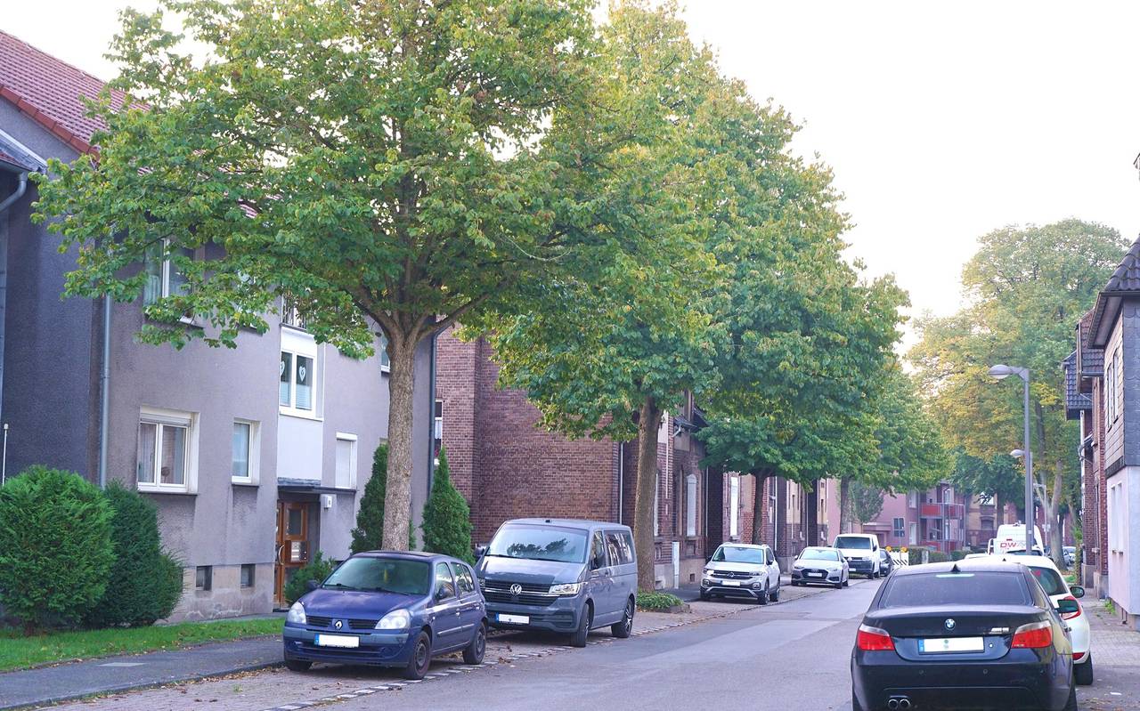 Kaputte Ulmen an der Germaniastraße in Bottrop