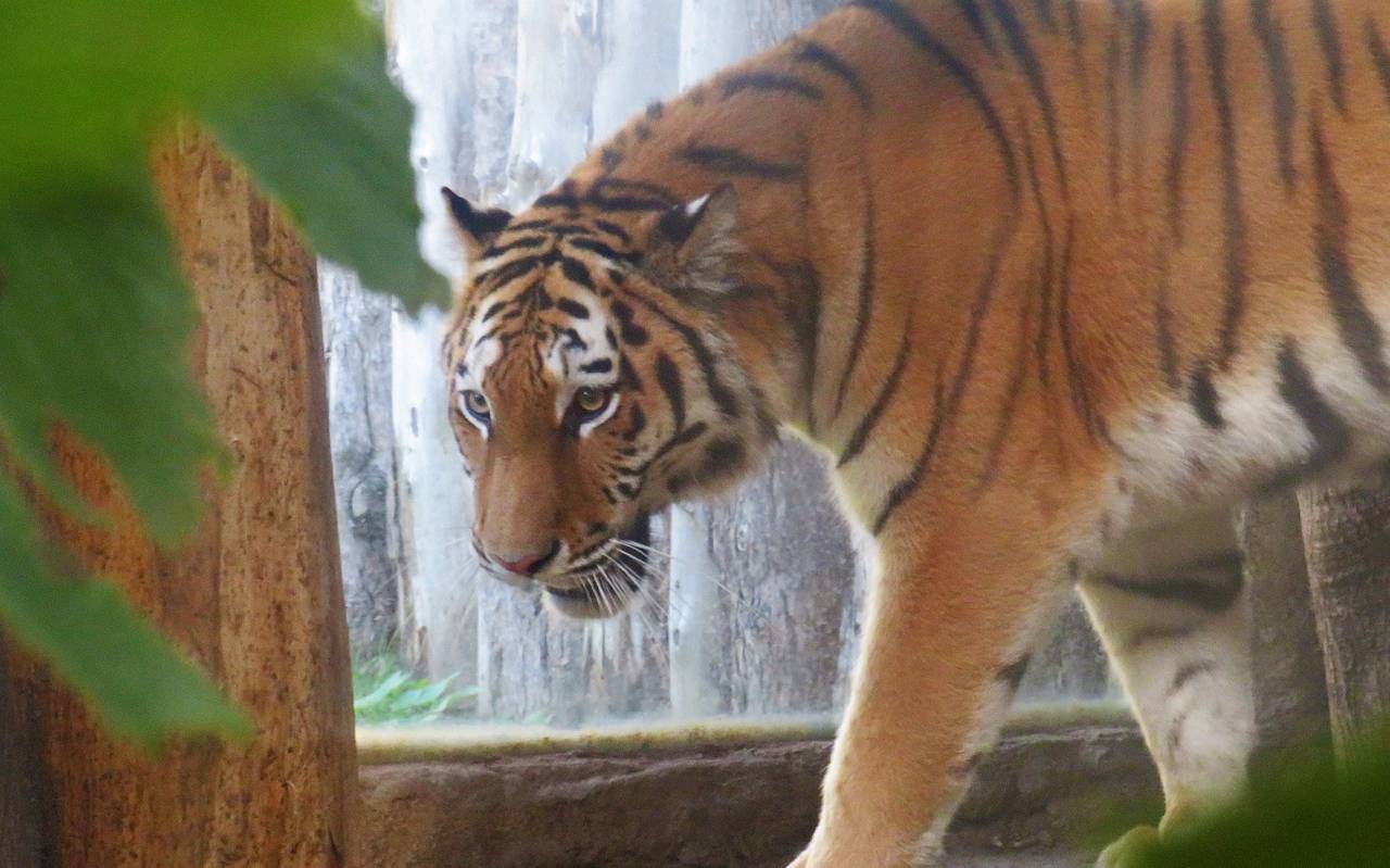 Tigerweibchen Tamika