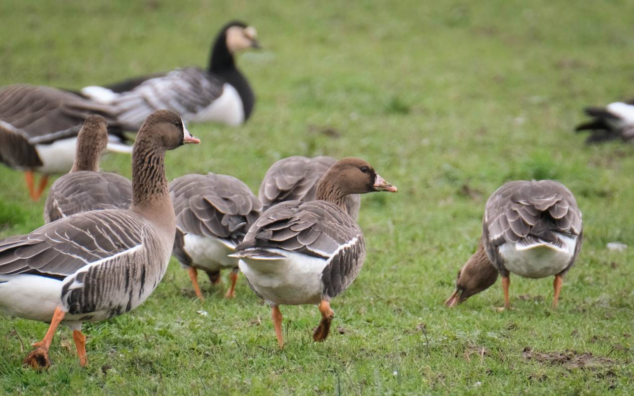 Wildgänse auf einer Wiese
