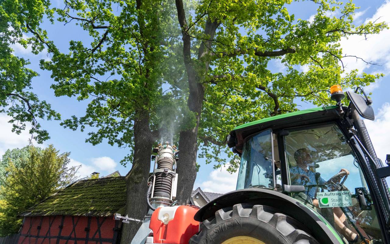 Kampf gegen Eichenprozessionsspinner