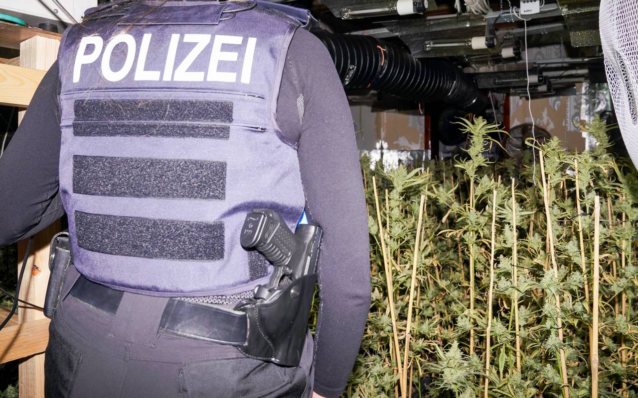 Cannabisplantage in Gelsenkirchen-Horst