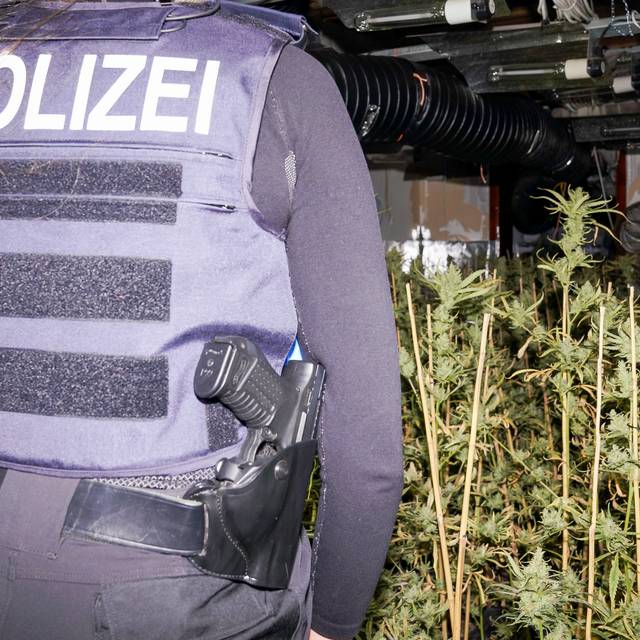 Cannabisplantage in Gelsenkirchen-Horst