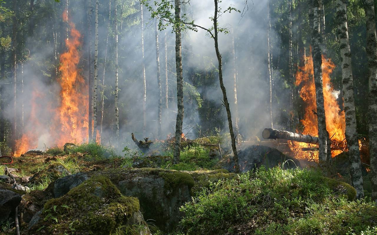 Symbolbild eines Waldbrandes