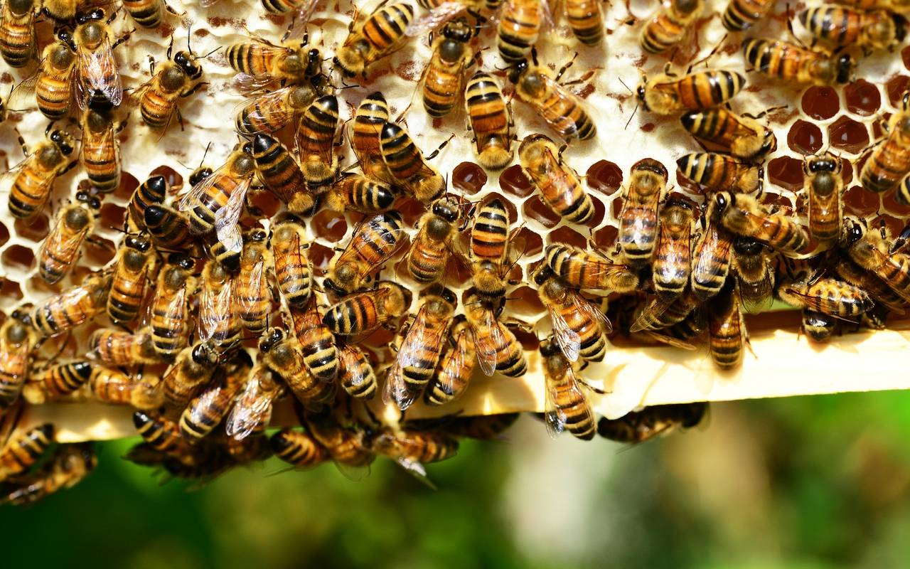 Bienenstock