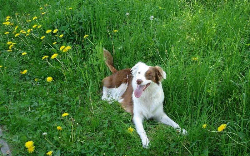 Hund