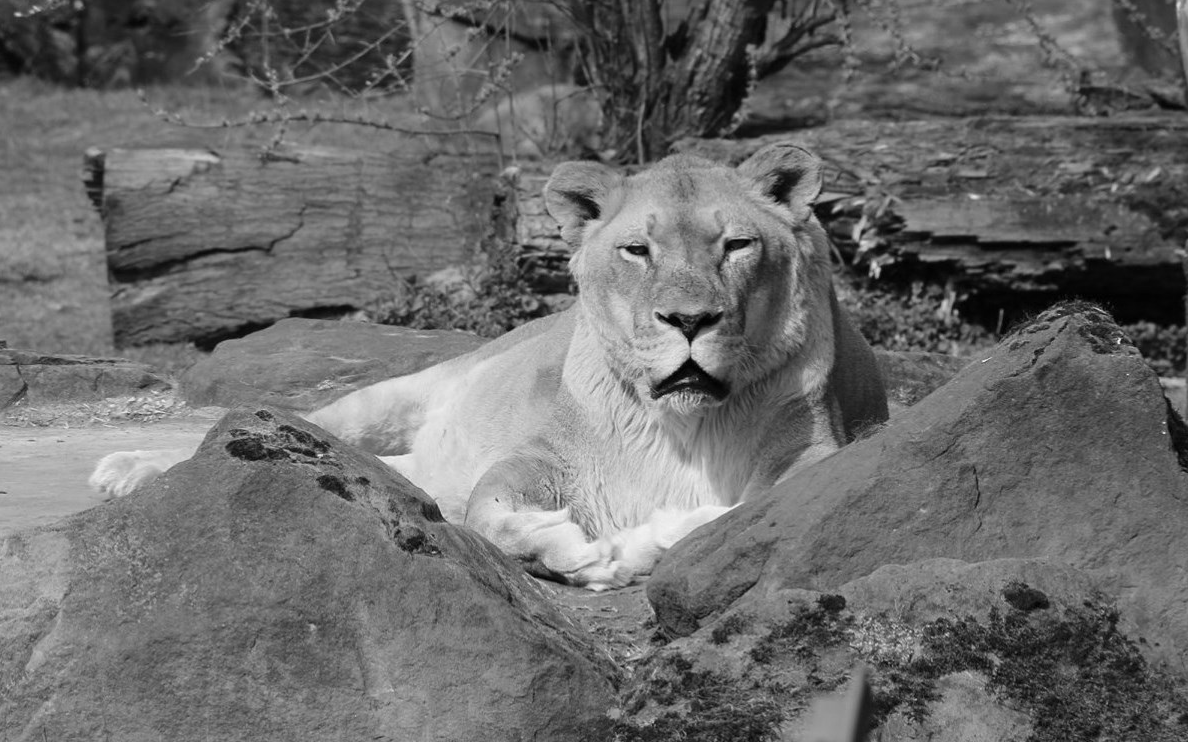 Löwin Kiara Zoom Erlebniswelt