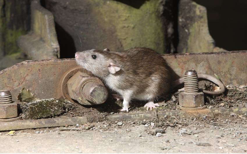 Was tun gegen Ratten bei uns? - Radio Emscher Lippe