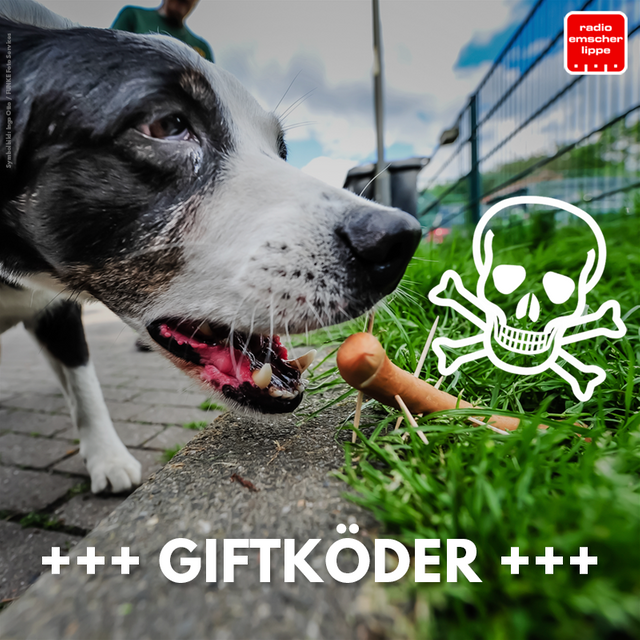 Gladbeck Stadt gibt mehr Geld für den Tierschutz Radio Emscher Lippe