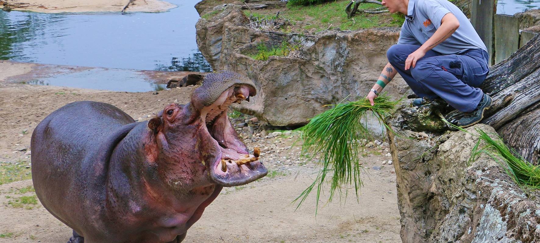 Fütterung Flusspferd