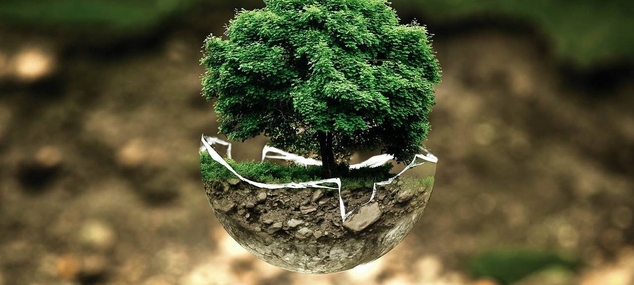 Umwelt Natur Klimaschutz Baum