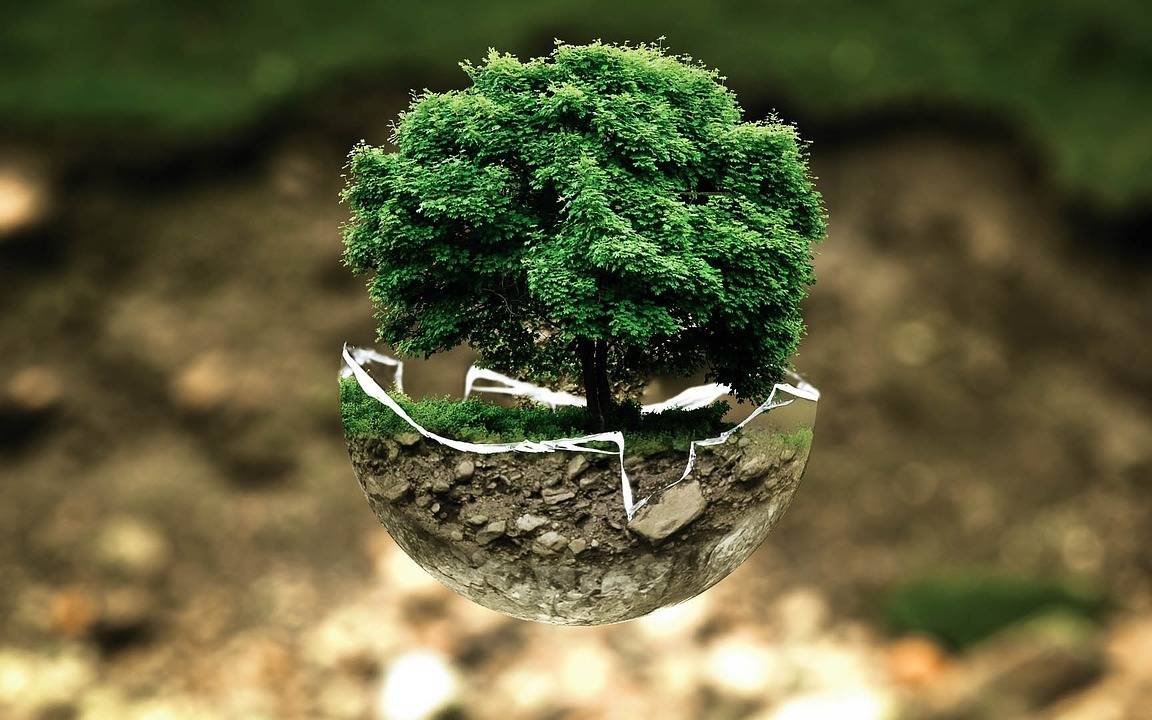Umwelt Natur Klimaschutz Baum