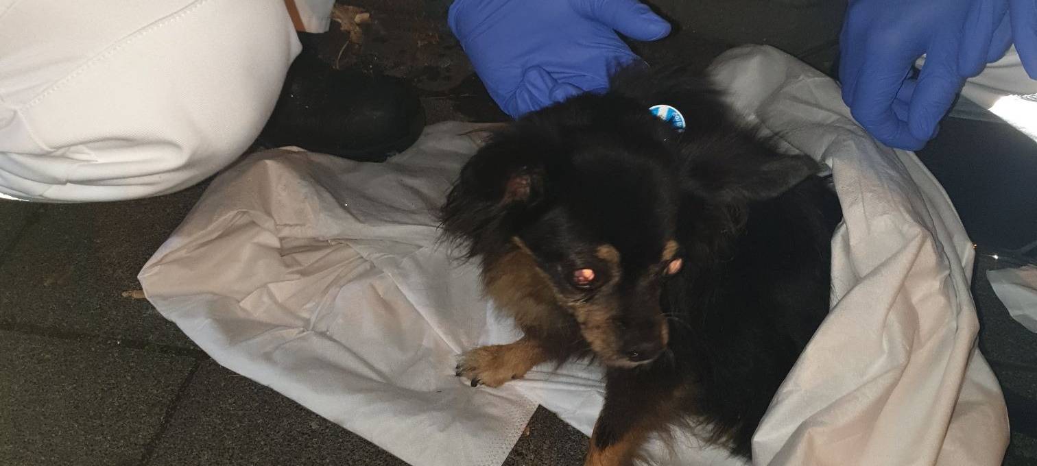 Feuerwehr Bottrop rettet Hund aus brennender Wohnung