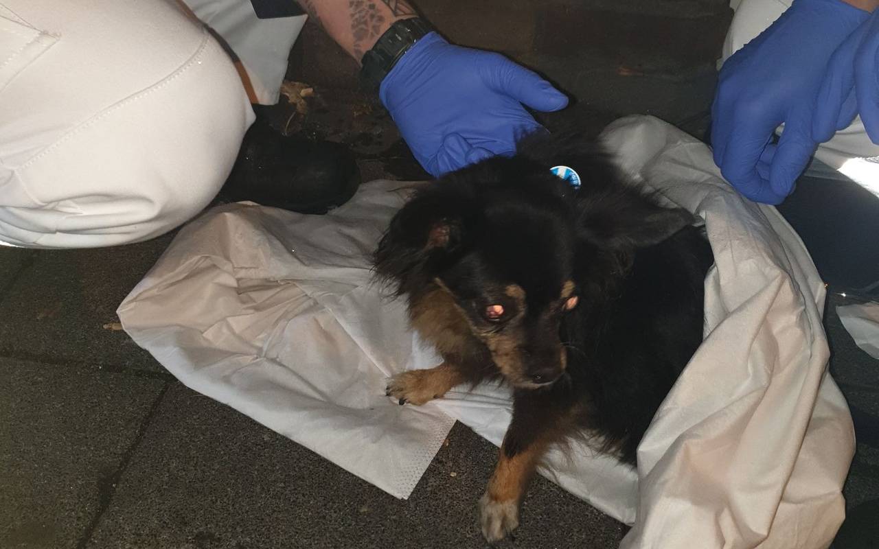 Feuerwehr Bottrop rettet Hund aus brennender Wohnung